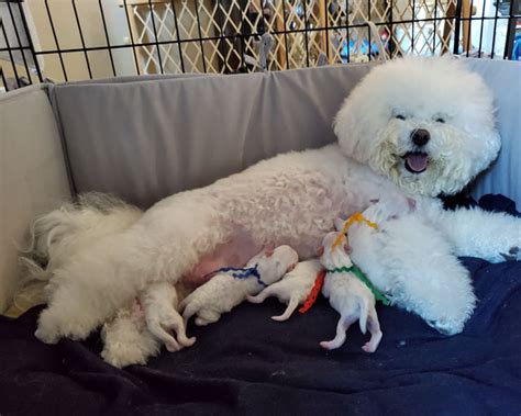 How Long Are Bichon Frise Pregnant For
