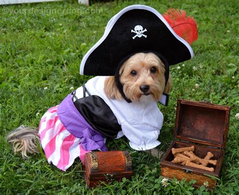 Pirate Halloween Costumes For Dogs Yourdesignerdog Pirate Day