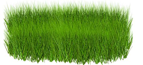 Grass Png Image Green Picture Transparent Image Download Size