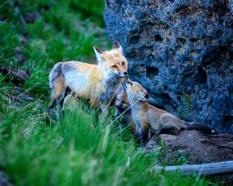 Give Mommy A Kiss Photograph By Greg Norrell Fine Art America