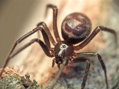 Filecobweb Spider Frontal Mze Wikimedia Commons