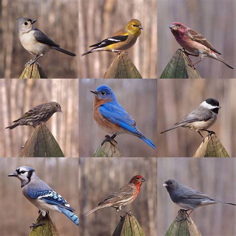 Backyard Bird Montage Shared By M Thomas Richards The Middle Bird Is