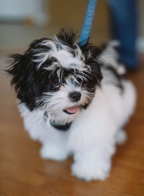 The shih tzu is a sturdy, lively, alert toy dog with long flowing double coat. Average price shih tzu puppy | Dogs, breeds and everything ...