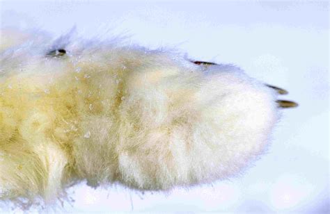 arctic fox facts vulpes lagopus