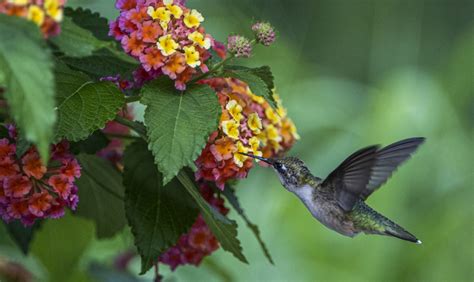 Attract Hummingbirds To Your Garden With These Flowers The Habitat
