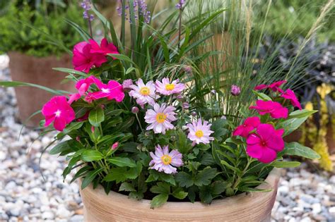 May 07, 2020 · perennial flowers are a great choice for any garden. Container plants for shade | Shade plants container ...