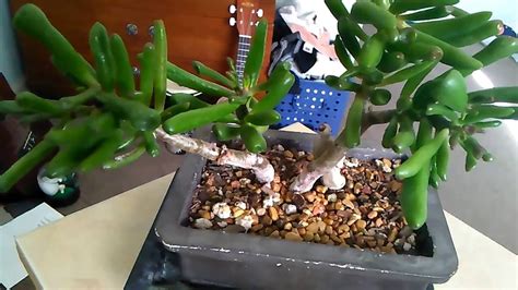 Never fertilize your jade plant when the soil is dry, as this will damage the roots. Gollum Jade Plant Care Video - YouTube