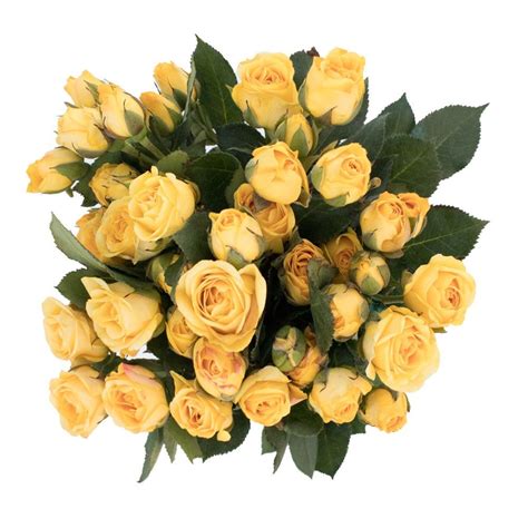Free Delivery Premium Yellow Spray Roses Flowers Near Me Magnaflor