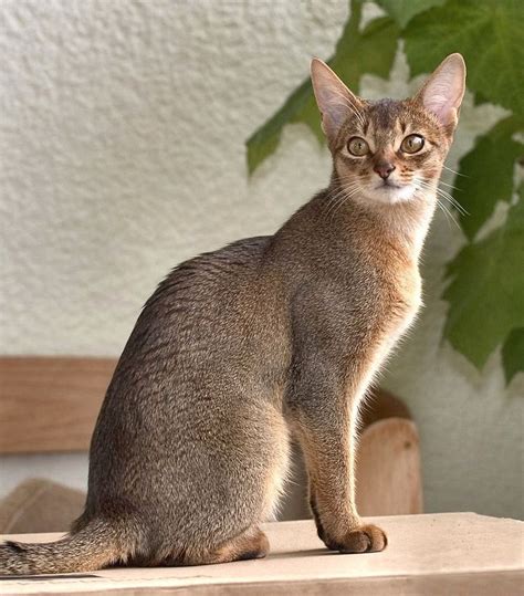 Tabby Ticked Abyssinian Cat Dogs And Cats Wallpaper