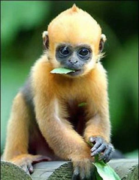 Super Cute Baby Golden Langur Monkey Monkey Pictures