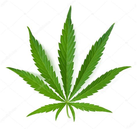 Cannabis Leaf — Stock Photo © Ziablik 4853027