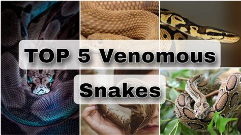 Top 5 Dangerous Snakes In World Documentary Venomous Snake In The