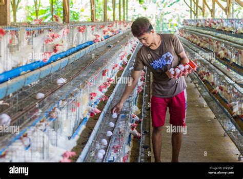 A Poultry Farm In Batangas Philippines Stock Photo Alamy