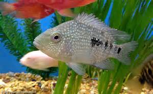 Freshwater Aquarium Fish For Tropical Tanks