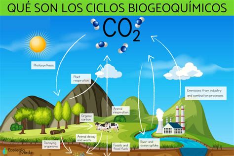 Ciclos BiogeoquÍmicos Qué Son Tipos E Importancia ¡resumen