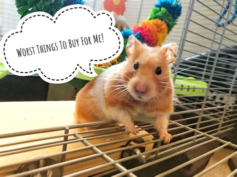 The Worst Things To Buy For Your Hamster Artofit