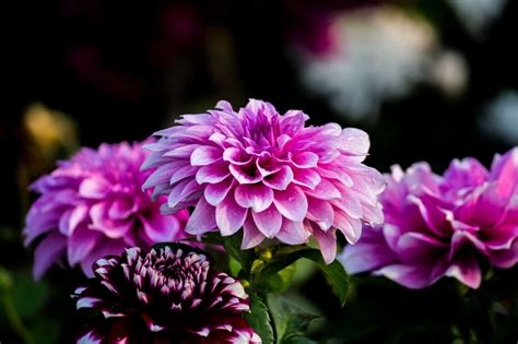 See more ideas about flowers, beautiful flowers, pretty flowers. Seven Flowers for an Autumn Garden | Blog - Garden ...