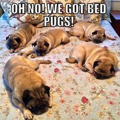 101 Lovable Pug Memes That Are Too Puggin Cute Pugs Funny Pugs Funny Meme Pug Memes
