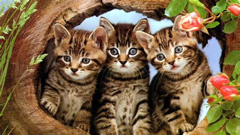 We have a massive amount of desktop and mobile backgrounds. Three cats wallpapers free - beautiful desktop wallpapers 2014