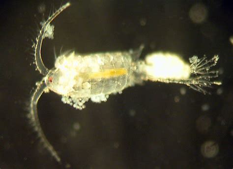 Copepod Infected With Parasite 1 This Animal Is About 1 Flickr