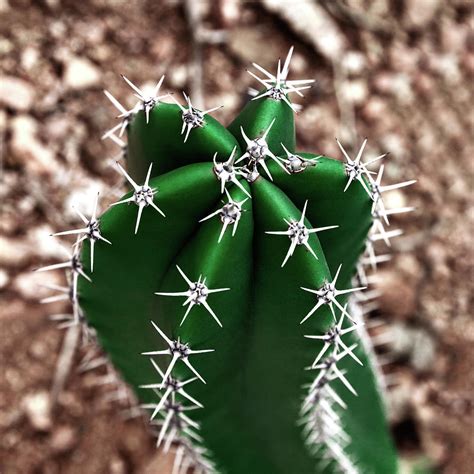 The Green Cactus Photograph By Evgeniya Lystsova Fine Art America