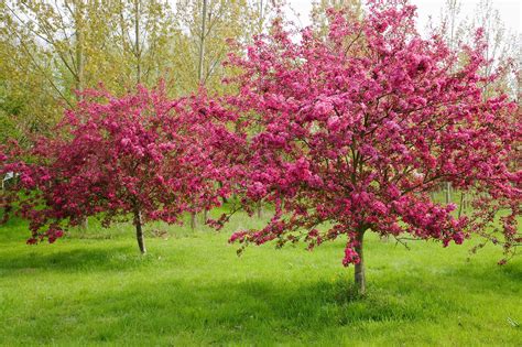 Crab Apple Tree Blossoms