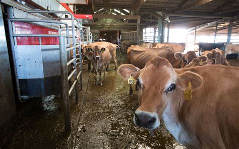 Whatcom County Tops Region For Small Dairy Farms
