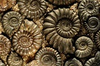 El mundo de los fósiles.: AMMONITES