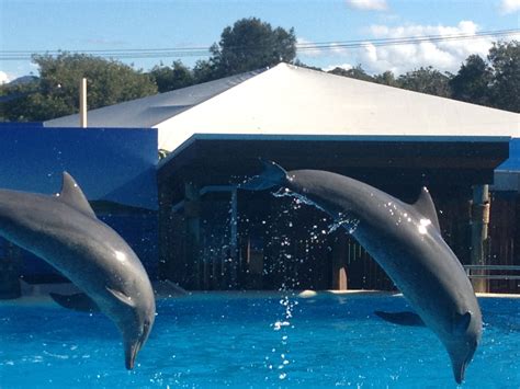 Dolphin Marine Magic Coffs Dolphins Marine Animals