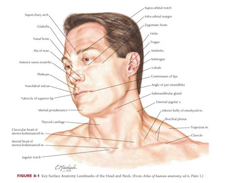 Surface Anatomy Of The Head And Neck Facial Anatomy Neck Muscle