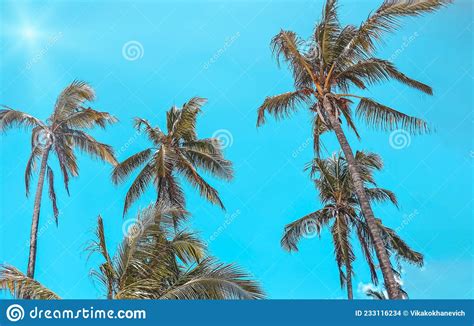 Palm Trees Bottom View Summer And Travel Concept Stock Photo Image