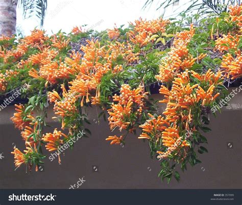 Trailing Succulent Plant Orange Flowers库存照片357099 Shutterstock