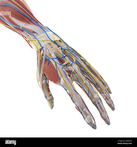 3D prestados ilustración médica exacta de la anatomía de la mano
