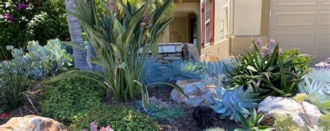 The Benefits Of Xeriscaping A Guide To Water Saving Gardening Sweepsouth