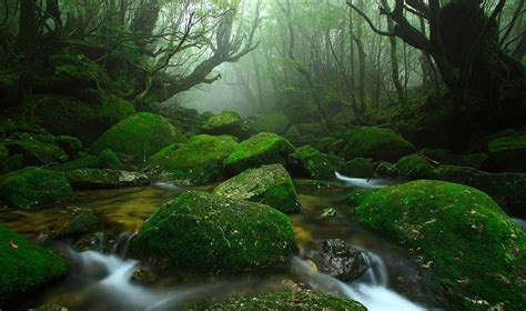 Enjoy Trekking In The Mystic Forest Of Yakushima Island Dive Japan