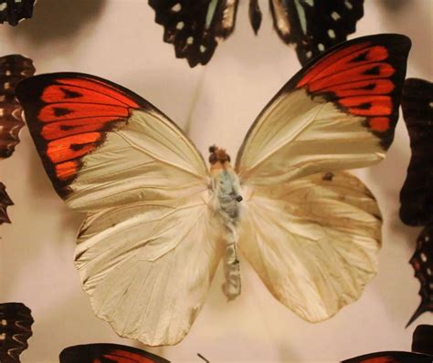 全世界最美的蝴蝶光明女神蝶图片大全 现状还剩几只多少钱能买到_天涯八卦网