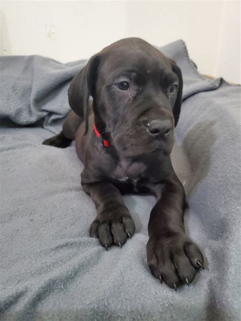 Make sure you have plenty of room for this pup the majestic great dane is known as a gentle giant and is sometimes called the king of dogs. they are an extremely large breed with strength and elegance. Great Dane Puppies For Sale | Milton, FL #319097 | Petzlover