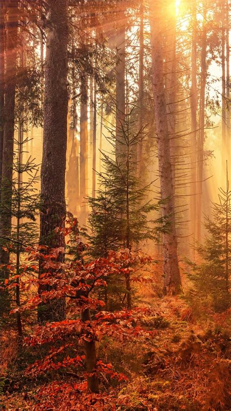 Autumn Sunbeams Forest Light Rays 4k Hd Nature Wallpapers Hd