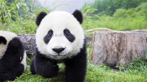70 Cute Panda Wallpapers On Wallpapersafari