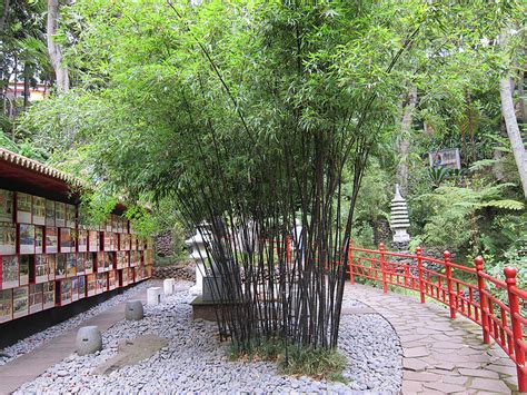 Free Photo Bamboo Garden Bamboo Oriental Japanese Garden Japanese