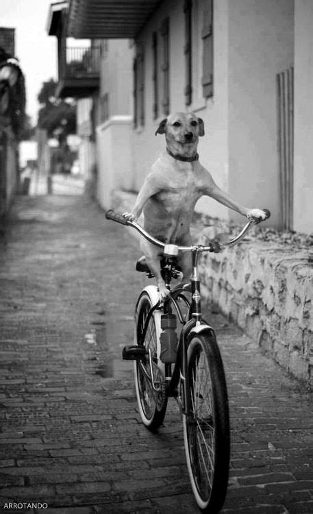 A Dog Riding A Bike Michaeldunarfollowers