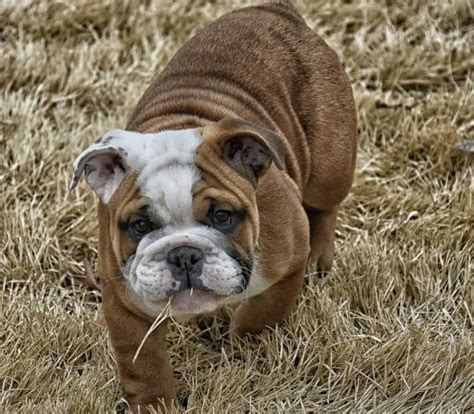 Mini English Bulldog Breed Information 12 Facts We Bet You Didnt