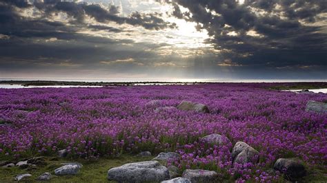 Fireweed Hudson Bay Fireweed Ocean Flowers Nature Bonito Sunset