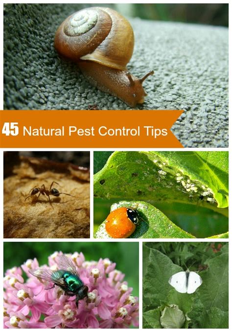 Check spelling or type a new query. Natural Organic Garden Pest Control Tips | INSTALL-IT-DIRECT