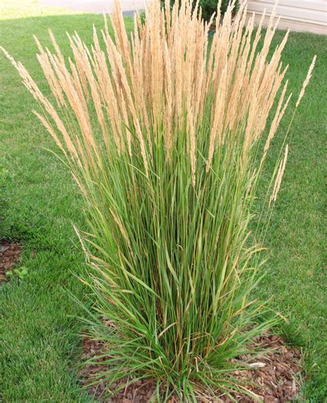 Karl Foerster Feather Reed Grass 3 Bareroot Plants Bloomingbulb