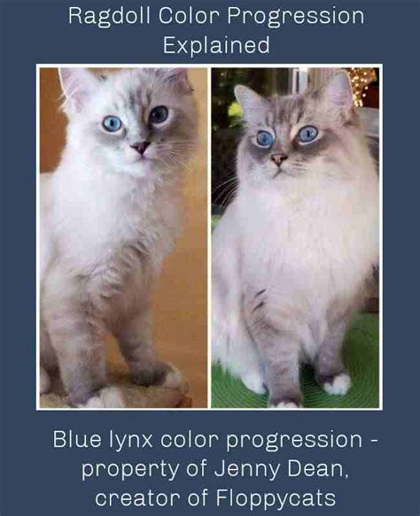 Ragdoll Color Progression Quick Explanation With Pictures