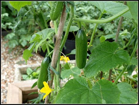 Marks Veg Plot Planting Cucumbers