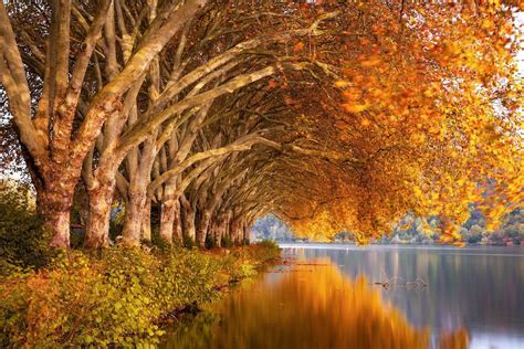 Gratis afbeelding op Pixabay - Herfst, Meer, Platanen, De Natuur | Tree landscape wallpaper ...