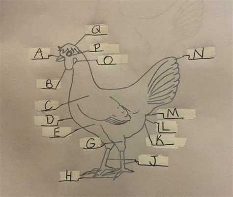 Parts Of A Chicken Flashcards Quizlet