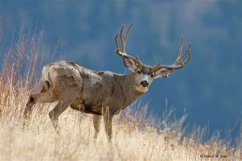 The Mule Deer Population Within Black Gap Wma And Surrounding Area Has